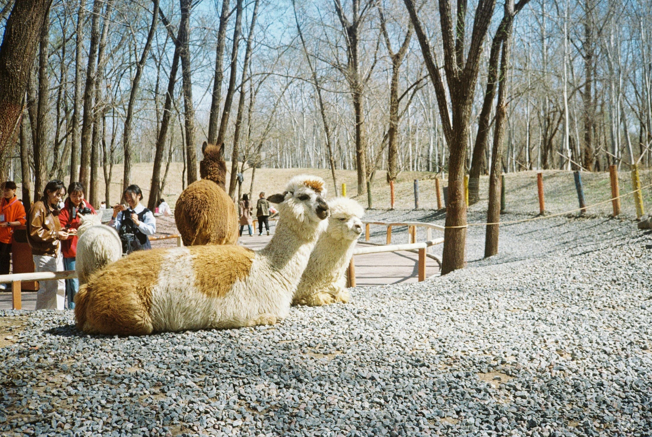 РСТ: вместо сыроварен московские туристы выбирают фермы с крокодилами и альпаками